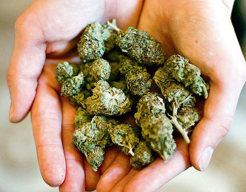 Marihuana do celów leczniczych Marihuana do celów leczniczych
