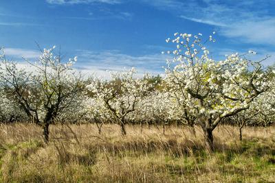 Sadownicy ćwiczą prawo popytu i podaży. W mijającym powoli sezonie górował popyt, w nadchodzącym — będzie to prawdopodobnie podaż. Przyznają, że rozdrobienie sprawia, że branża nie do końca ma właściwe odmiany i odpowiednie wolumeny.