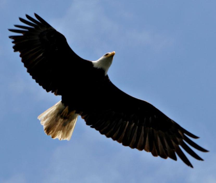 Kołujący orzeł, sfotografowany w USA. Fot. Bloomberg. Kołujący orzeł, sfotografowany w USA. Fot. Bloomberg.