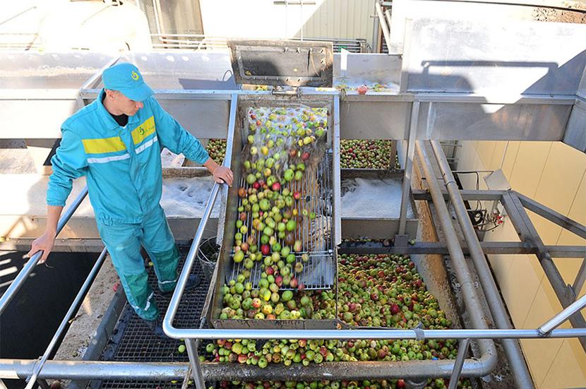 JABŁKOWY TRZON: JABŁKOWY TRZON: