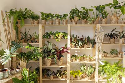 Większość klientów Dominiki Tomalak szuka łatwych w uprawie, atrakcyjnie wyglądających, szybko rosnących roślin, lecz nie brakuje też wymagających koneserów. Najlepiej sprzedają się m.in. begonie plamiste, monstery, palmy areki, bananowce, pieniążki, miniszczawiki, zioła, balkonowe trawki, sansewierie moonshine, perełkowce, calathee, ceropegie, strelicje i drzewka oliwkowe.