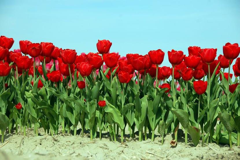 Holenderskie tulipany Holenderskie tulipany