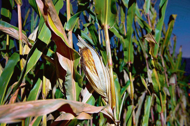 Złota przyczyna Złota przyczyna