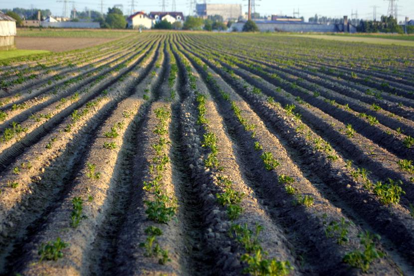 Rolnictwo, pole, uprawa Rolnictwo, pole, uprawa