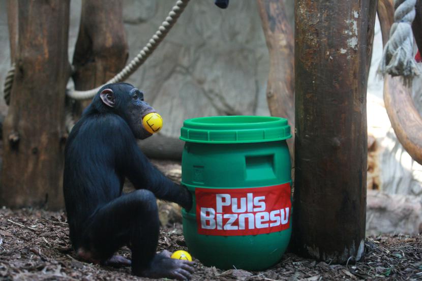 Szympansica Lucy wybiera kulki z symbolami spółek giełdowych (Fot: Grzegorz Kawecki,  Szympansica Lucy wybiera kulki z symbolami spółek giełdowych (Fot: Grzegorz Kawecki,