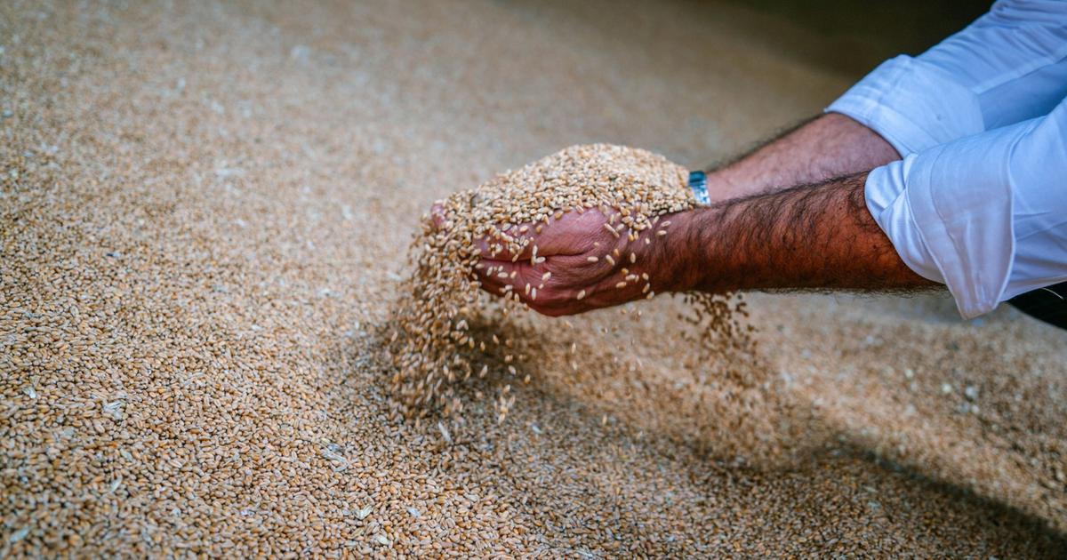 Unia Europejska podniesie cła importowe na zboże z Rosji i Białorusi