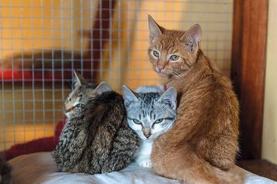 Magistrat Aleksandrowa Łódzkiego przygarnął do swoich działów i podległych jednostek 14 zwierząt,w tym kota, który... zajmuje się głównie spaniem w szufladzie w dziale mediów. Urząd współpracuje ze schroniskiem„Psiakowo i spółka” w Piotrowicach pod Łowiczem, gdzie na adopcję czekają porzucone psy i koty