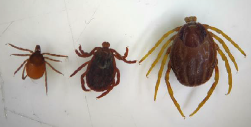 Od lewej: kleszcz pospolity, kleszcz łąkowy, Monster tick (Hyalomma) Od lewej: kleszcz pospolity, kleszcz łąkowy, Monster tick (Hyalomma)
