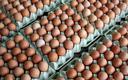 Izba producentów drobiu: jaja w cenie mięsa drobiowego