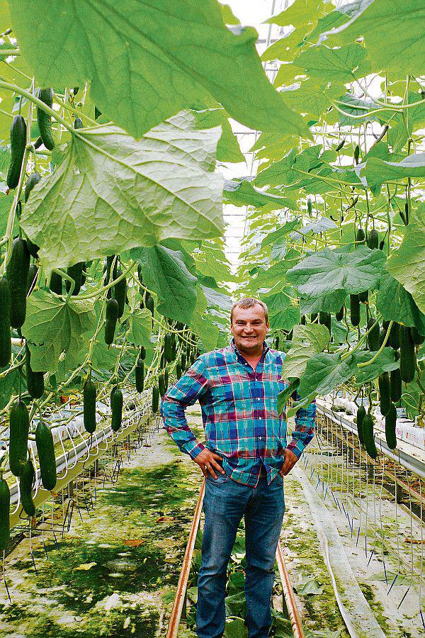 Gospodarstwo Ogrodnicze T. Mularski, któremu szefuje Marcin Mularski, produkuje kilkadziesiąt tysięcy ton pomidorów rocznie i niewielkie ilości ogórków. Jest już największym polskim producentem pomidorów pod osłonami — 60 ha szklarni. Dołoży do tego jeszcze 80 ha. [FOT. ARC]