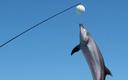 Rosyjski resort obrony chce kupić delfiny