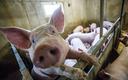 MRiRW: wsparcie dla hodowców świń, którzy ucierpieli z powodu rosyjskiej inwazji na Ukrainę