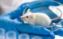 Biotechnolodzy kalifornijskiego instytutu odmłodzili myszy