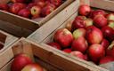 Białoruś sprzedała Rosji pięć razy więcej jabłek niż zebrała