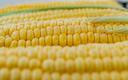 Ceny kukurydzy wysoko na skutek obaw o podaż w Argentynie