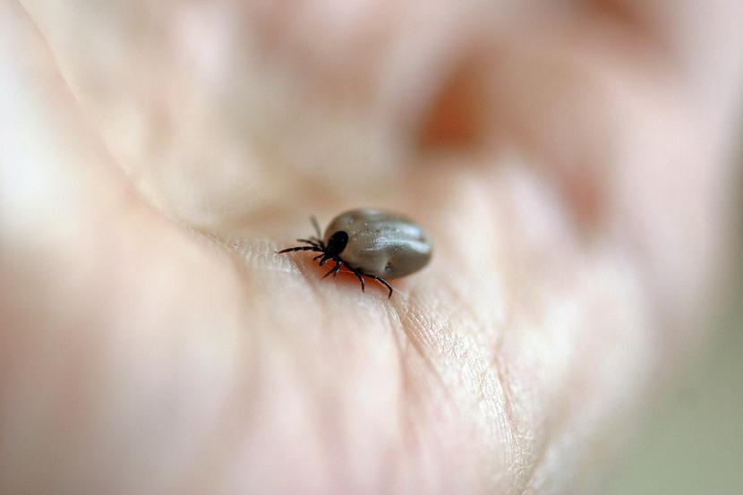 kleszcze przenoszą nie tylko bakterie wywołujące boreliozę, są też nosicielami różnych drobnoustrojów.