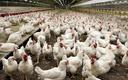 Wielkopolskie: ptasia grypa atakuje nowe gospodarstwa; najwięcej w powiecie kaliskim