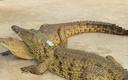Pierwsza aukcja krokodyli w RPA