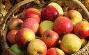 Polska drugim w Europie producentem jabłek (RANKING)