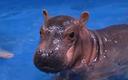 Mały hipopotam zarobił 480 tys. USD dla zoo