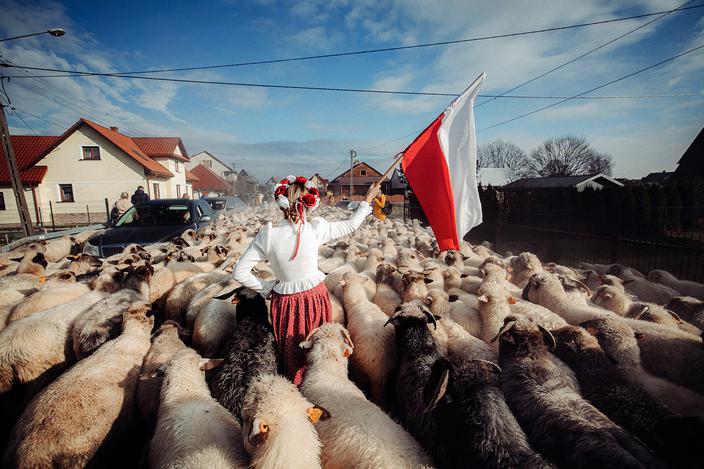 Jesienny redyk owiec (osod) w Lipnicy Wielkiej u bacy Jędrka Lassaka, 8 listopada 2025 r. Był to ostatni redyk w tym roku na Orawie.