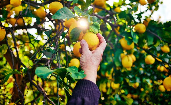 Wycisnąć z życia i cytryn to, co najlepsze. Limonce to Sycylia na półce