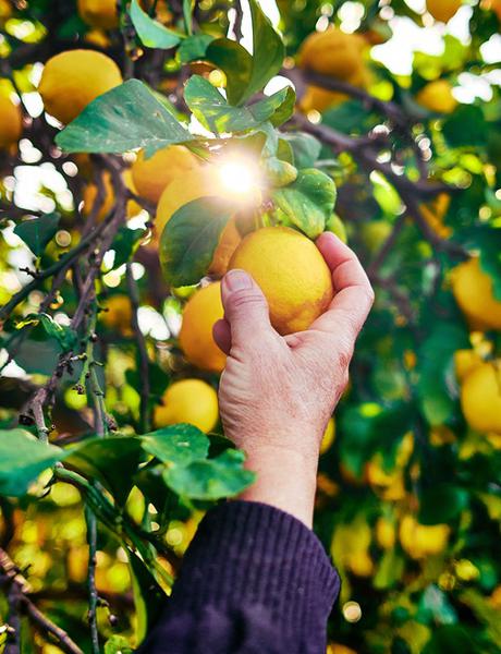 Wycisnąć z życia i cytryn to, co najlepsze. Limonce to Sycylia na półce