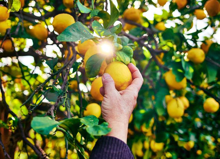 Wycisnąć z życia i cytryn to, co najlepsze. Limonce to Sycylia na półce