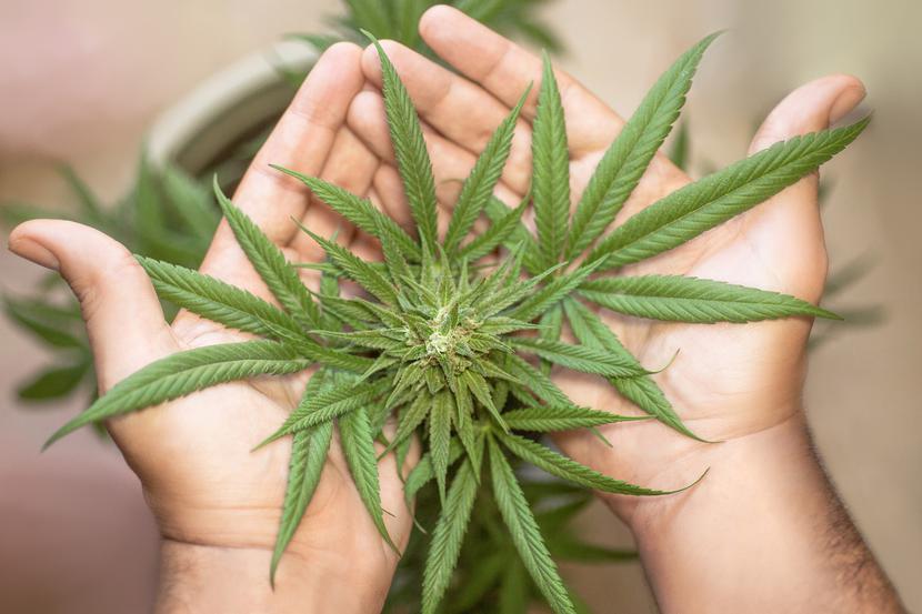 Wykazano, że zawartość THC w marihuanie jest obecnie około dwa razy wyższa niż 15-20 lat temu. Substancja ta znacząco zwiększa ryzyko wystąpienia działań niepożądanych u potomstwa urodzonego przez palące matki. Wykazano, że zawartość THC w marihuanie jest obecnie około dwa razy wyższa niż 15-20 lat temu. Substancja ta znacząco zwiększa ryzyko wystąpienia działań niepożądanych u potomstwa urodzonego przez palące matki.