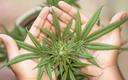 Marihuana w czasie ciąży zwiększa ryzyko ADHD i autyzmu u dzieci [BADANIA]
