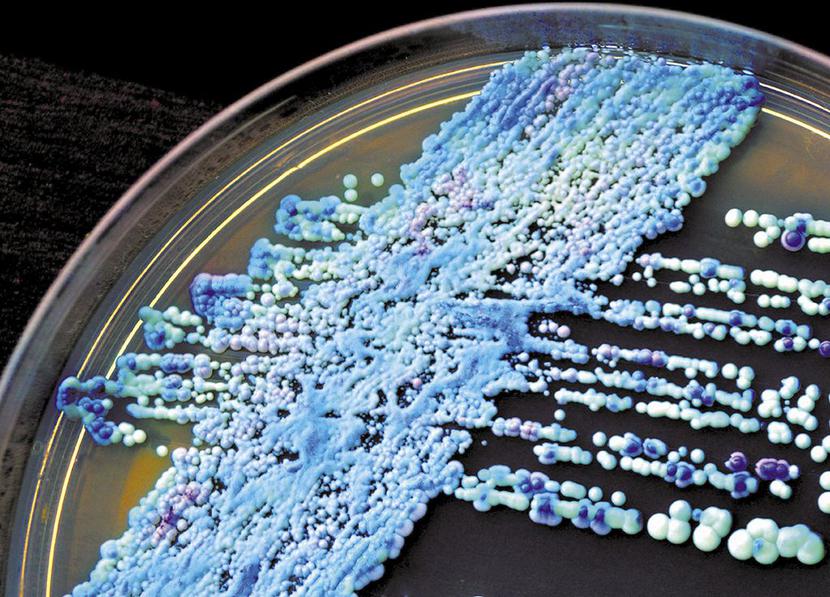 Grzyby z rodzaju Candida występują powszechnie na skórze i w przewodzie pokarmowym człowieka. Fot. iStock