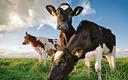 Rząd: dodatkowo prawie 600 zł na krowę mleczną, 24 zł na tucznika