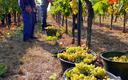 Francja: Susza zaowocowała znakomitej jakości winogronami