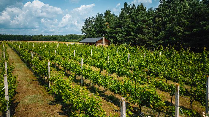 Winnica Winogrody: