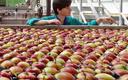 Chińczycy przejmują polskie jabłka