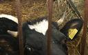 Wielka Brytania: nowy wirus atakujący bydło i owce na 74 fermach