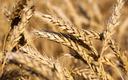 Produkcja zbóż w Rumuni w tym roku będzie mniejsza niż w 2021 r.
