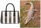 Krokodyle karmione kukurydzą mają dać lepszą skórę na torebki