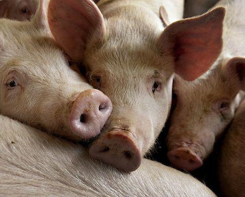 Hodowla świń (fot. Bloomberg)