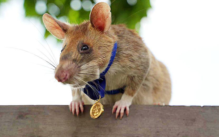 Medal Dla Szczura Sapera Puls Biznesu Pb Pl
