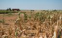 Największy w historii Argentyny spadek eksportu zbóż