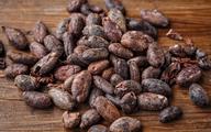 Ghana oczekuje rekordowych zbiorów kakao