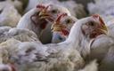 Firma Tyson Foods podniosła prognozę sprzedaży na 2022 rok