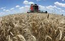 Rekordowe zbiory zbóż w Polsce