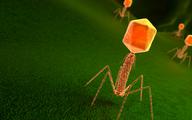 Antybiotykooporność: w jej pokonaniu pomocne mogą być bakteriofagi