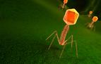 Antybiotykooporność: w jej pokonaniu pomocne mogą być bakteriofagi