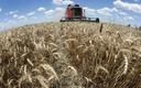 Rosja szykuje nowe limity eksportu pszenicy