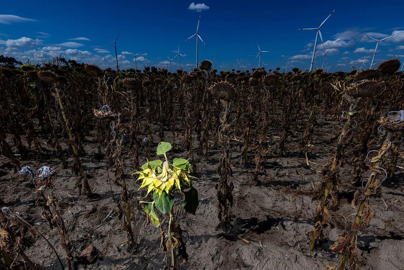 12 sierpnia 2022 r., okolice Luckau, Niemcy. Turbiny wiatrowe na tle pola słoneczników zniszczonych przez suszę wywołaną falą upałów. Tego lata w wyniku suszy ucierpiały uprawy kukurydzy i słonecznika w całej Unii Europejskiej.
