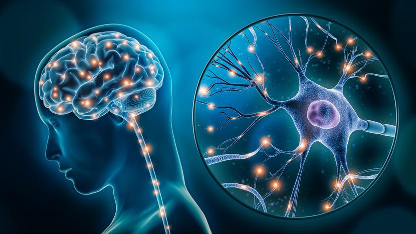 Epilepsja jest chorobą neurologiczną, polegającą na zaburzeniach bioelektrycznych w obrębie struktur komórki nerwowej. 