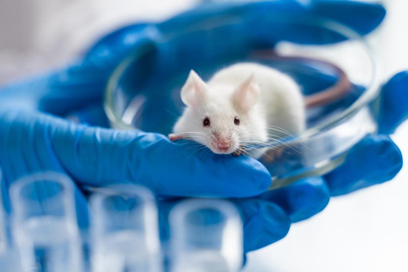 Myszy wyhodowano dzięki zabiegom z użyciem ludzkich komórek pobranych z krwi pępowinowej oraz terapii hormonalnej z wykorzystaniem silnej formy estrogenu. 